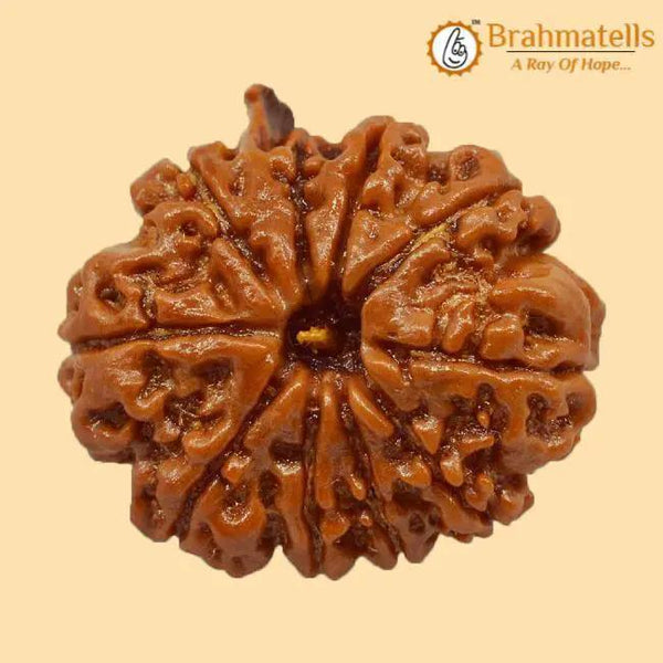 Divine Ganesh Rudraksha Java - Lord Ganesha's Auspicious Blessings | Brahmatells by Brahmatells