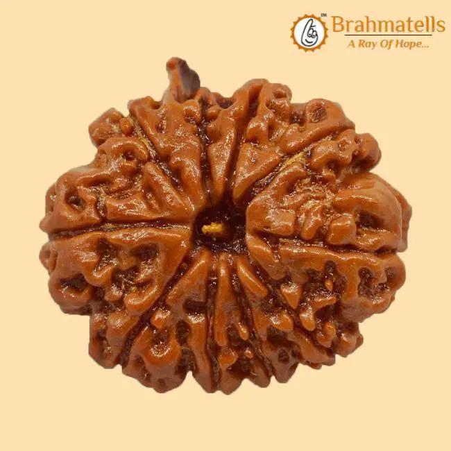 Divine Ganesh Rudraksha Java - Lord Ganesha's Auspicious Blessings | Brahmatells by Brahmatells