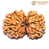 Divine Harmony Gauri Ganesh Rudraksha Java - Strengthen Family Bonds | Brahmatells by Brahmatells