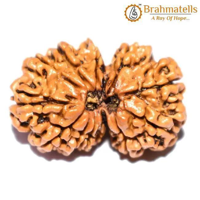 Divine Harmony Gauri Ganesh Rudraksha Java - Strengthen Family Bonds | Brahmatells by Brahmatells