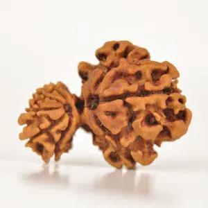 Divine Union Gauri Ganesh Rudraksha Java - Balance & Harmony | Brahmatells by Brahmatells