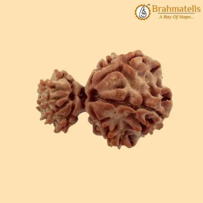 Divine Union Gauri Ganesh Rudraksha Java - Balance & Harmony | Brahmatells by Brahmatells