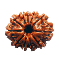 Eleven Mukhi Rudraksha for Spiritual Mastery & Protection | Brahmatells by Brahmatells