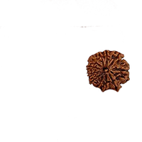 Eleven Mukhi Rudraksha for Spiritual Mastery & Protection | Brahmatells by Brahmatells