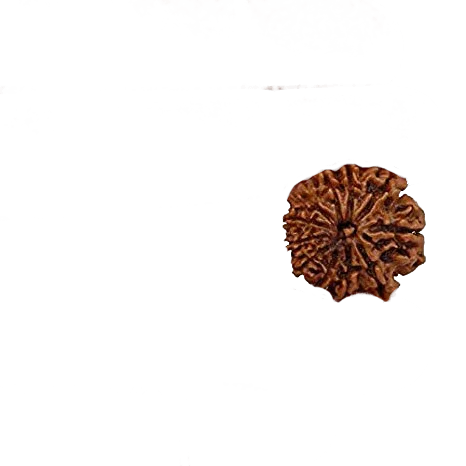 Eleven Mukhi Rudraksha for Spiritual Mastery & Protection | Brahmatells by Brahmatells