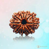 Eleven Mukhi Rudraksha for Spiritual Mastery & Protection | Brahmatells by Brahmatells