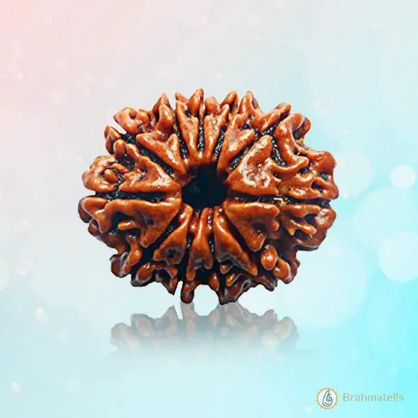 Eleven Mukhi Rudraksha for Spiritual Mastery & Protection | Brahmatells by Brahmatells