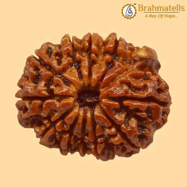 Embrace Lord Ganesha's Wisdom with Ganesh Rudraksha | Brahmatells by Brahmatells