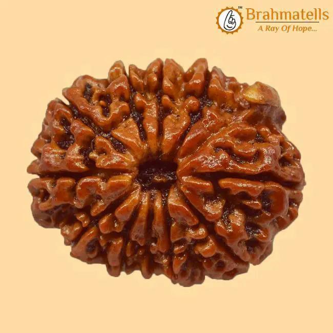 Embrace Lord Ganesha's Wisdom with Ganesh Rudraksha | Brahmatells by Brahmatells