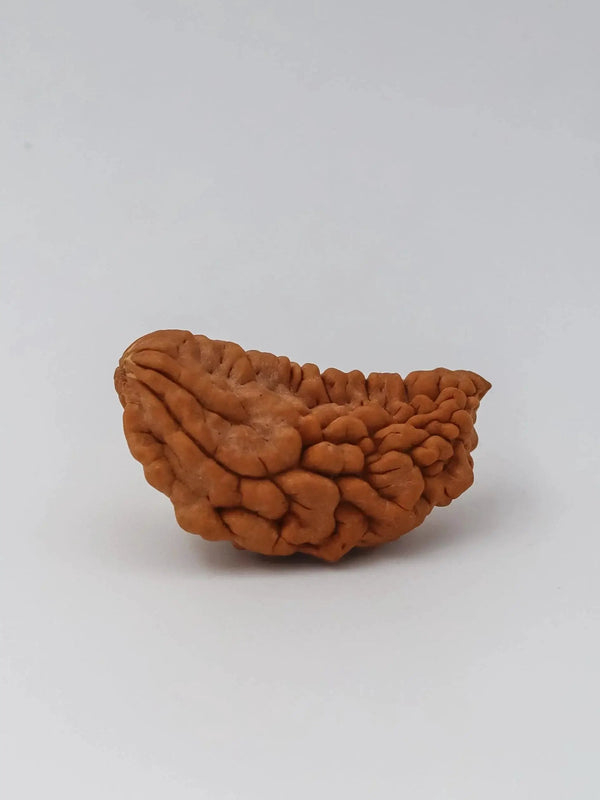 Exclusive 1 Mukhi Java Rudraksha - Manifestation of Lord Shiva's Essence | Brahmatells by Brahmatells