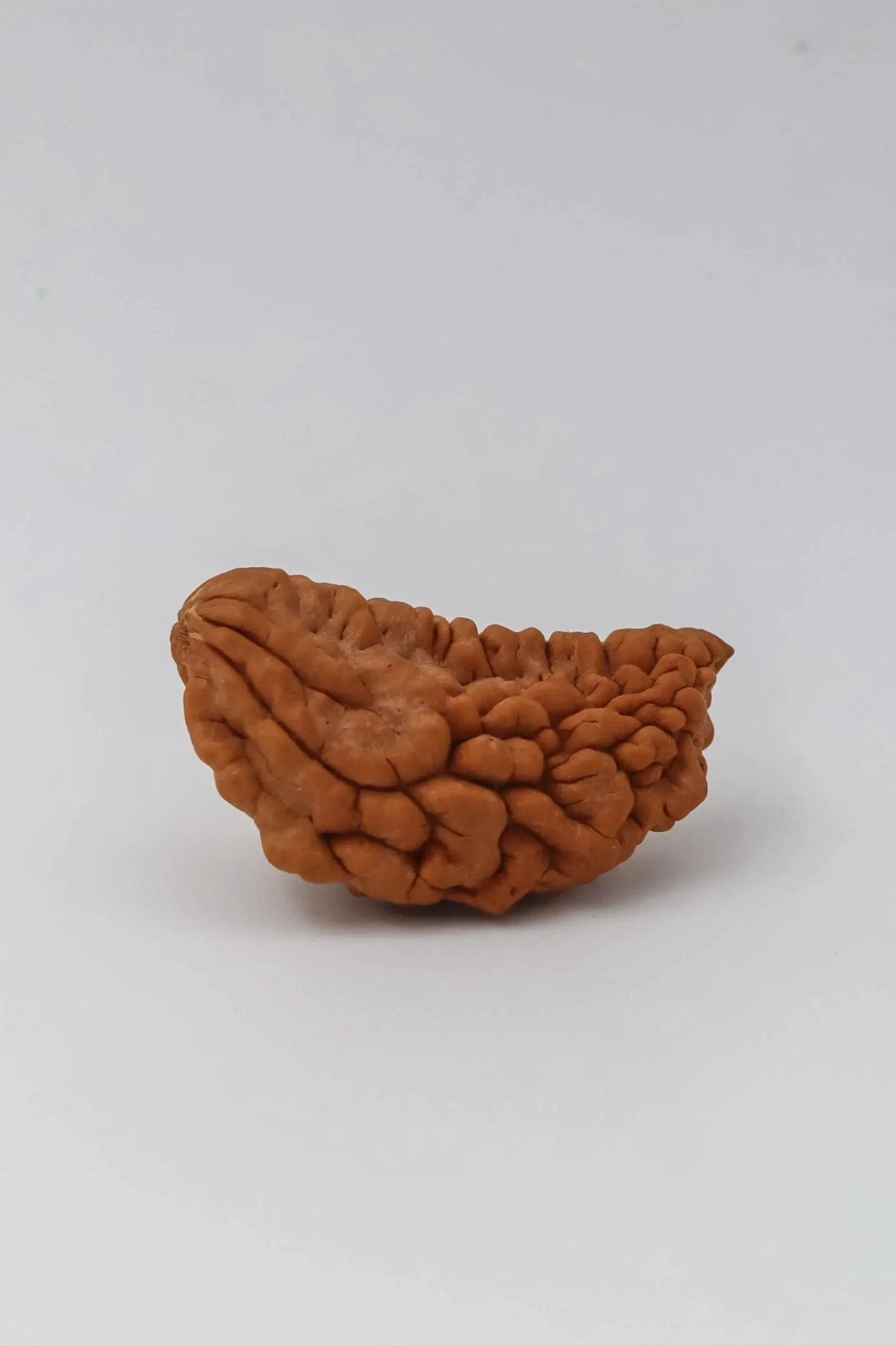 Exclusive 1 Mukhi Java Rudraksha - Manifestation of Lord Shiva's Essence | Brahmatells by Brahmatells