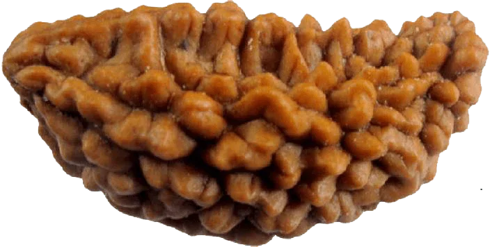 Exclusive 1 Mukhi Java Rudraksha - Manifestation of Lord Shiva's Essence | Brahmatells by Brahmatells