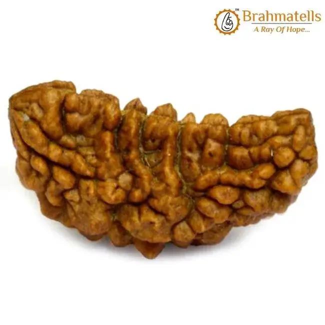 Exclusive 1 Mukhi Java Rudraksha - Manifestation of Lord Shiva's Essence | Brahmatells by Brahmatells