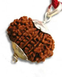 Exclusive 13 Mukhi Rudraksha Pendant for Charismatic Influence | Brahmatells by Brahmatells