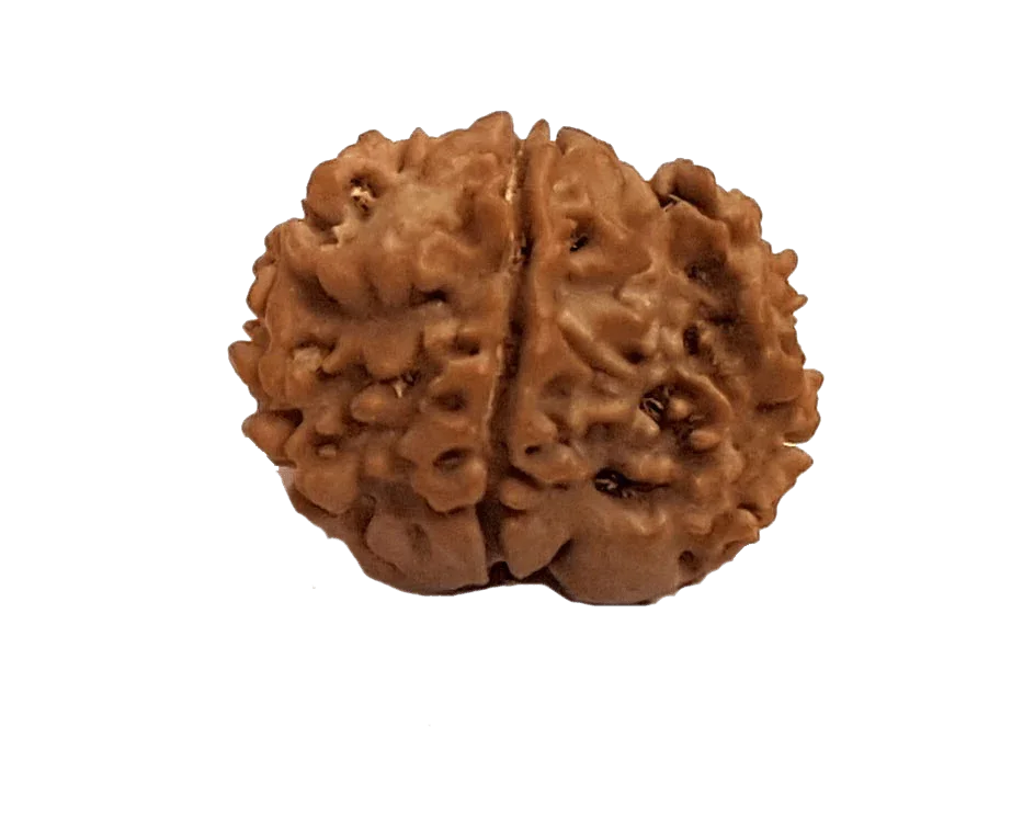Exclusive Indian 1 Mukhi Rudraksha for Spiritual Mastery | Brahmatells by Brahmatells