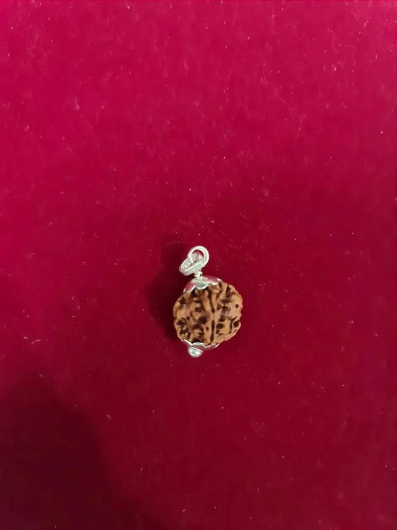 Exclusive Indian 1 Mukhi Rudraksha for Spiritual Mastery | Brahmatells by Brahmatells