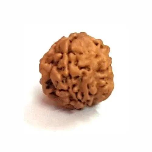 Exclusive Indian 1 Mukhi Rudraksha for Spiritual Mastery | Brahmatells by Brahmatells