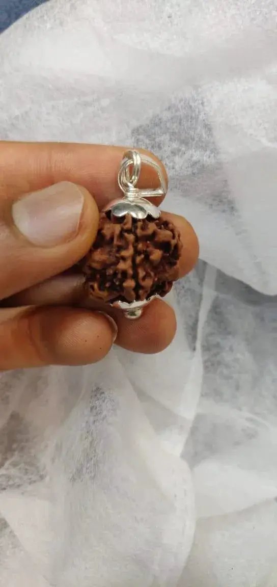 Exclusive Indian 1 Mukhi Rudraksha for Spiritual Mastery | Brahmatells by Brahmatells