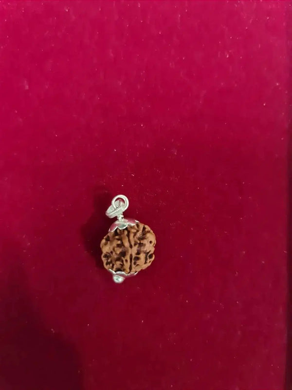 Exclusive Indian 1 Mukhi Rudraksha for Spiritual Mastery | Brahmatells by Brahmatells