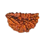 Exclusive One Mukhi Rudraksha Pendant in Reddish-Brown - Emblem of Shiva's Wisdom | Brahmatells by Brahmatells