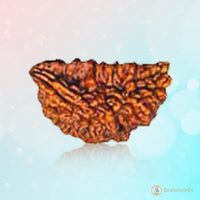 Exclusive One Mukhi Rudraksha Pendant in Reddish-Brown - Emblem of Shiva's Wisdom | Brahmatells by Brahmatells