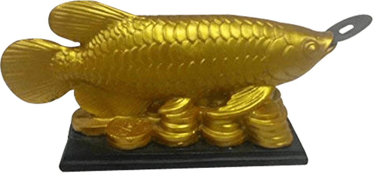 Feng Shui Golden Arowana Fish Strong Wealth Symbol & Protects From Mishaps, Troubles by Brahmatells