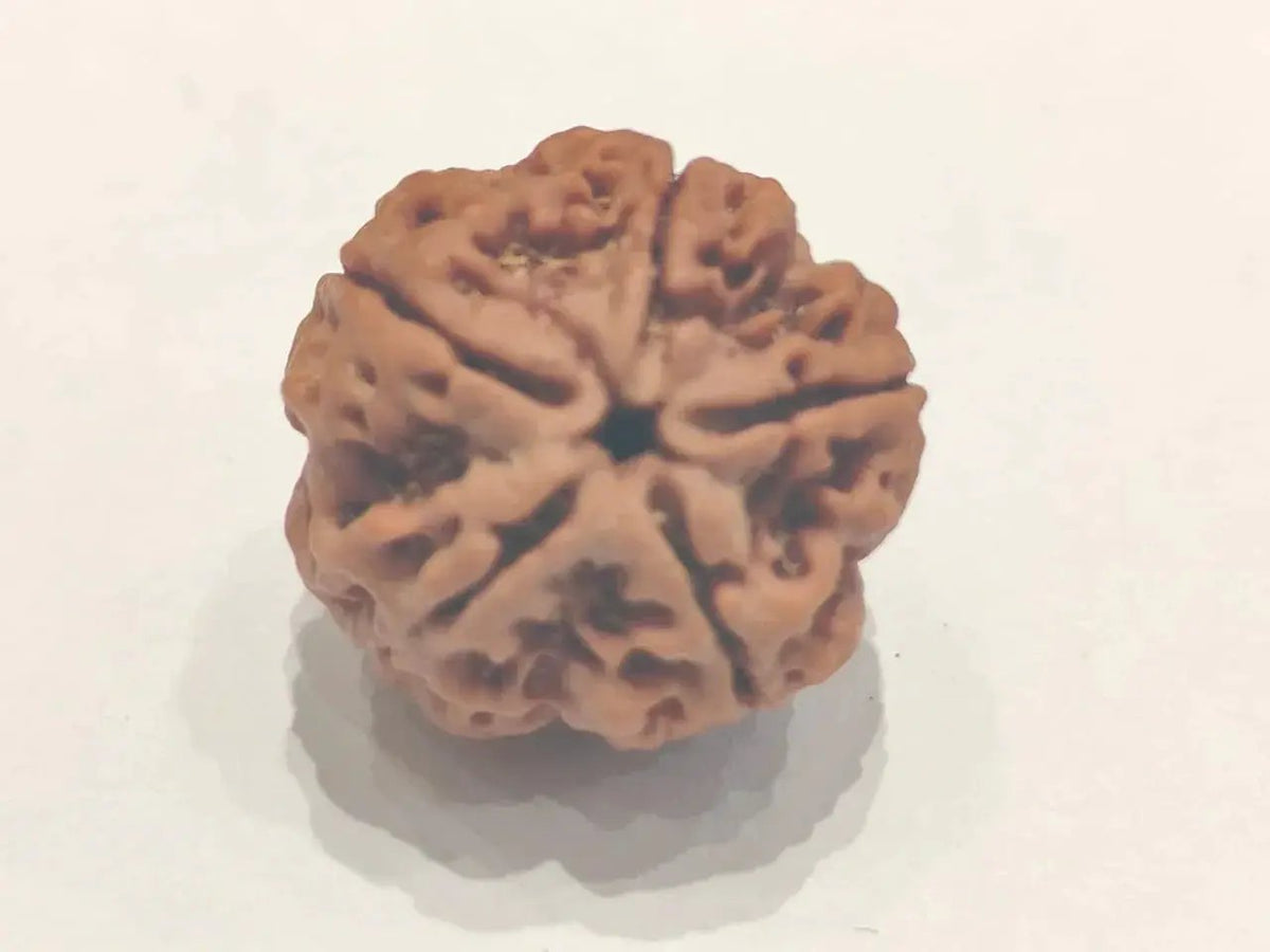 Five Mukhi Rudraksha Bead - Spiritual Harmony & Health | Brahmatells by Brahmatells