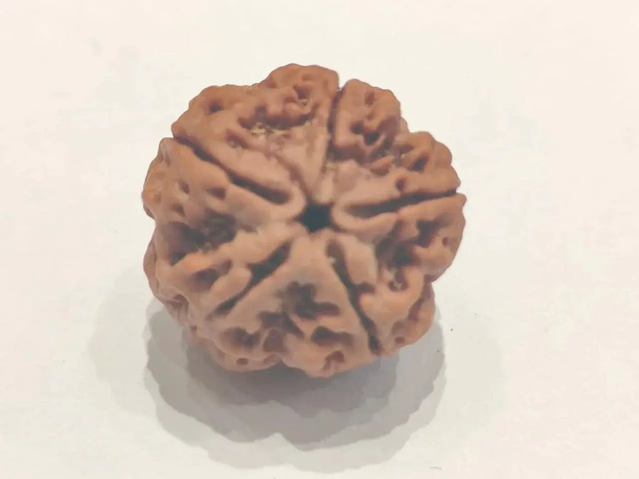 Five Mukhi Rudraksha Bead - Spiritual Harmony & Health | Brahmatells by Brahmatells