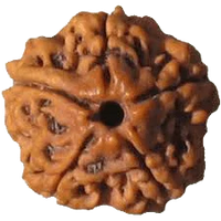 Five Mukhi Rudraksha Bead - Spiritual Harmony & Health | Brahmatells by Brahmatells