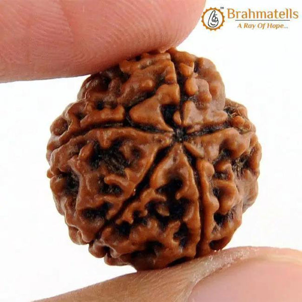 Five Mukhi Rudraksha Bead - Spiritual Harmony & Health | Brahmatells by Brahmatells