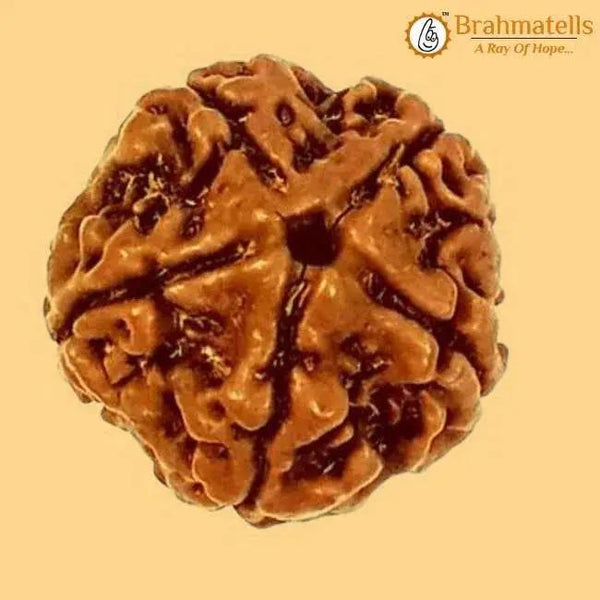 Five Mukhi Rudraksha Bead - Spiritual Harmony & Health | Brahmatells by Brahmatells