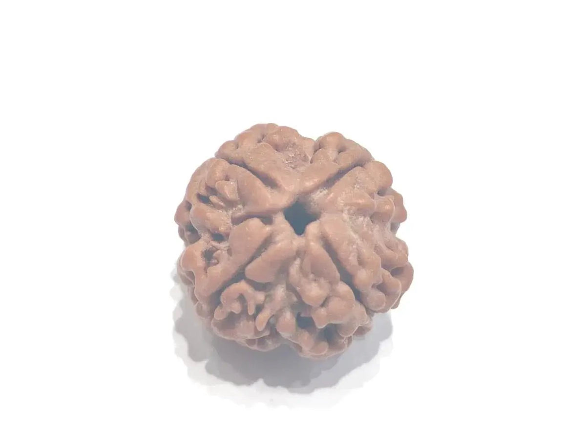 Four Mukhi Rudraksha Bead - Enlightenment & Wisdom | Brahmatells by Brahmatells