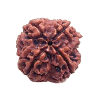 Four Mukhi Rudraksha Bead - Enlightenment & Wisdom | Brahmatells by Brahmatells