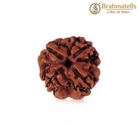 Four Mukhi Rudraksha Bead - Enlightenment & Wisdom | Brahmatells by Brahmatells