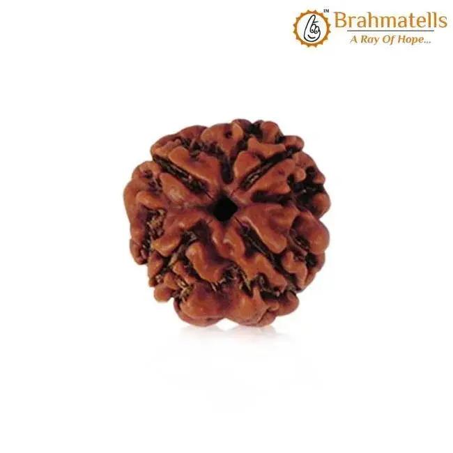 Four Mukhi Rudraksha Bead - Enlightenment & Wisdom | Brahmatells by Brahmatells
