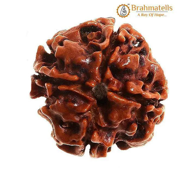 Four Mukhi Rudraksha Bead - Enlightenment & Wisdom | Brahmatells by Brahmatells