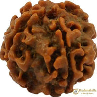 Four Mukhi Rudraksha Bead - Enlightenment & Wisdom | Brahmatells by Brahmatells