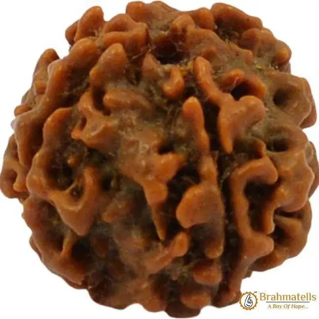 Four Mukhi Rudraksha Bead - Enlightenment & Wisdom | Brahmatells by Brahmatells