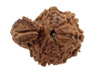 Ganesh Rudraksha - Divine Blessings of Lord Ganesha | Brahmatells by Brahmatells