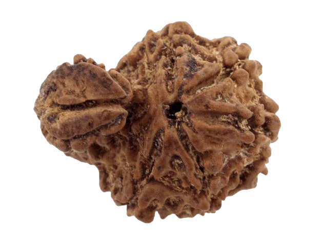 Ganesh Rudraksha - Divine Blessings of Lord Ganesha | Brahmatells by Brahmatells