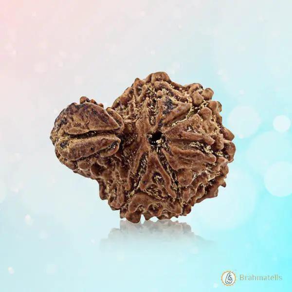 Ganesh Rudraksha - Divine Blessings of Lord Ganesha | Brahmatells by Brahmatells