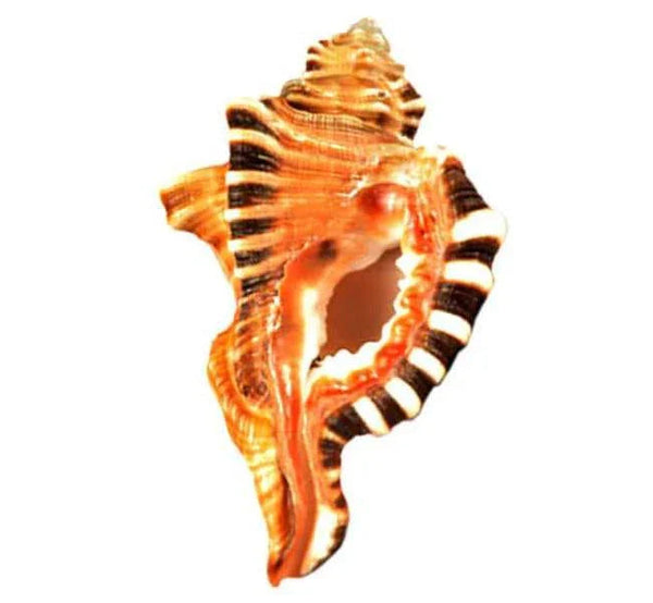 Ganesh Shell Shankh: Divine Conch for Prosperity & Protection | Brahmatells by Brahmatells
