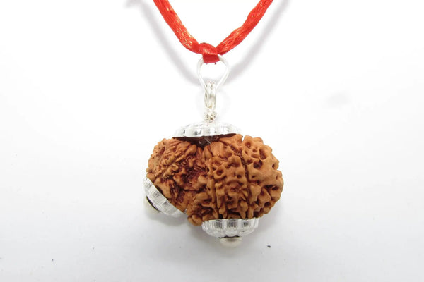 Garbh Gauri Rudraksha for Fertility | Enhance Wellness with Brahmatells by Brahmatells