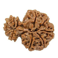 Garbh Gauri Rudraksha Java - Sacred Symbol of Maternal Harmony | Brahmatells by Brahmatells
