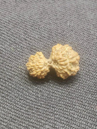 Garbh Gauri Rudraksha Java - Sacred Symbol of Maternal Harmony | Brahmatells by Brahmatells
