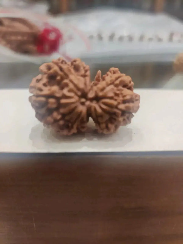 Garbh Gauri Rudraksha Java - Sacred Symbol of Maternal Harmony | Brahmatells by Brahmatells