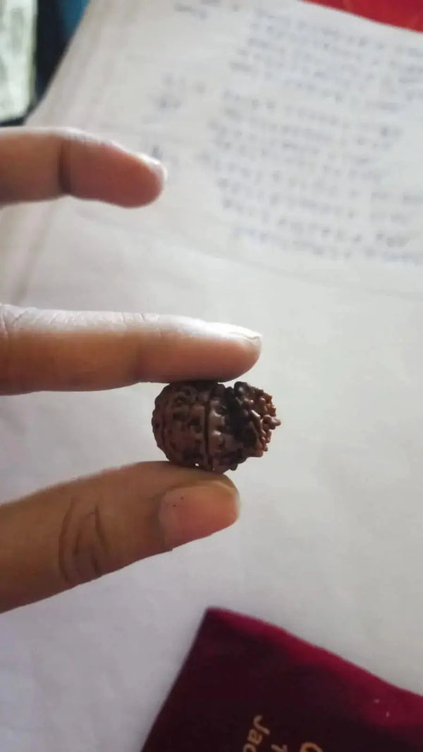 Garbh Gauri Rudraksha Java - Sacred Symbol of Maternal Harmony | Brahmatells by Brahmatells