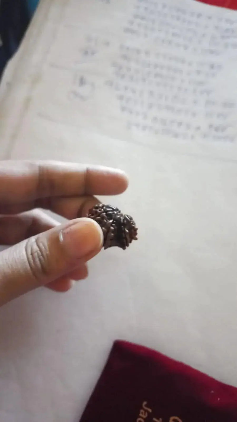 Garbh Gauri Rudraksha Java - Sacred Symbol of Maternal Harmony | Brahmatells by Brahmatells