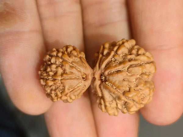 Garbh Gauri Rudraksha | Sacred Bead from Nepal by Brahmatells