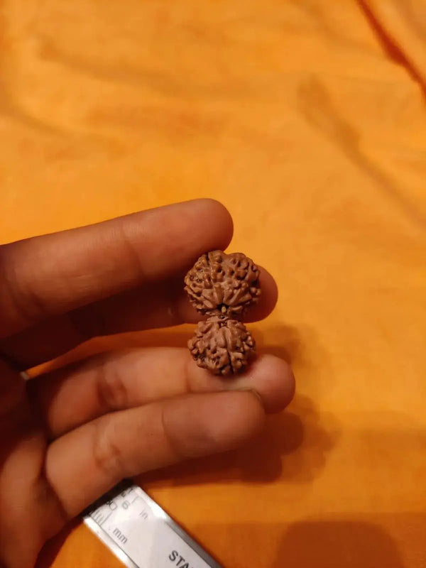 Garbh Gauri Rudraksha | Sacred Bead from Nepal by Brahmatells